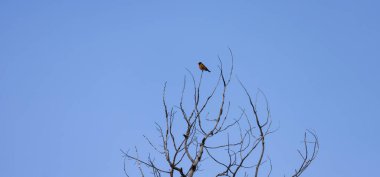 Small Bird Sitting on a tree with blue sky in background. Grand Teton National Park. Wyoming, United States.