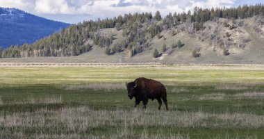 Amerikan Peyzajı 'nda Bizon Yiyen Çimen. Yellowstone Ulusal Parkı. Birleşik Devletler. Doğa Arkaplanı.