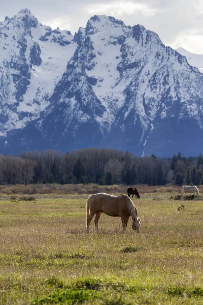 Wild Horse Green Grass Field American Mountain Landscape Background Grand — Stok fotoğraf