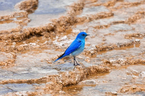 Small Colorful Bird Hot Spring Landscape Unique Ground Formation Mammoth — Zdjęcie stockowe