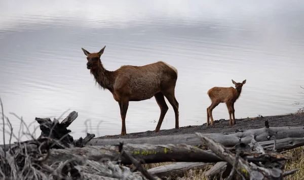Elk Mother Calf Yellowstone Lake American Landscape Yellowstone National Park — Fotografia de Stock