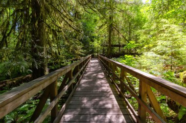Trail in Lush Green Rain Forest in Pacific Northwest. MacMillan Provincial Park, Vancouver Island, BC, Canada. Nature Background
