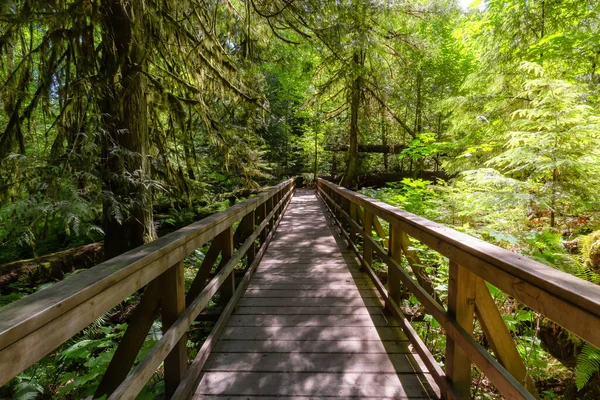 Trail Lush Green Rain Forest Pacific Northwest Macmillan Provincial Park — Fotografia de Stock