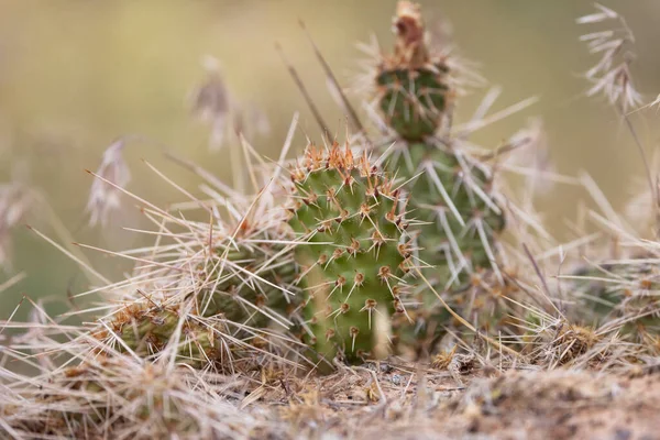 Cactus Plant Desert Close Spring Season Canyonlands National Park Utah — Stock Photo, Image