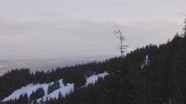 Dağdaki ağacın tepesinde renkli günbatımı. Bahar sezonu. Grouse Dağı, Kuzey Vancouver, British Columbia, Kanada 'da çekildi. Doğa Arkaplanı