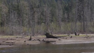 View of Canadian Nature Landscape. Green Trees, Mountains, and Water. Sunny Spring Season. Buntzen Lake, Anmore, Vancouver, BC, Canada. Background. Slow Motion