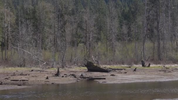 Вид Канадський Природний Ландшафт Зелені Дерева Гори Вода Сонячний Весняний — стокове відео