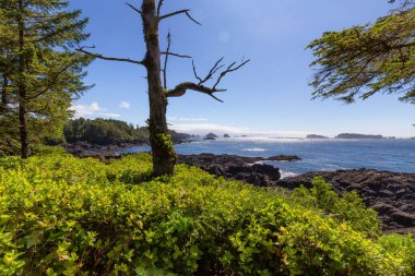 Lush green trees and bushes overlooking the Ocean in the Morning. Ancient Cedars Loop Trail. Ucluelet, British Columbia, Canada. Adventure Travel.