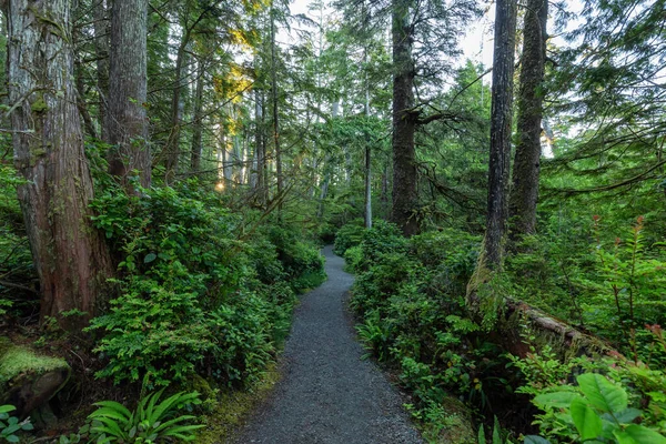 Hiking Path Surrounded Lush Green Trees Bushes Morning Ancient Cedars — Fotografia de Stock
