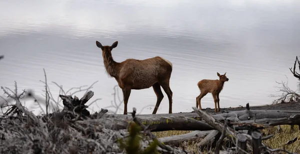 Elk Mother Calf Yellowstone Lake American Landscape Yellowstone National Park — Fotografia de Stock