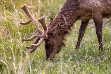 Elk eating grass near Forest in American Landscape. Yellowstone National Park. United States. Nature Background.