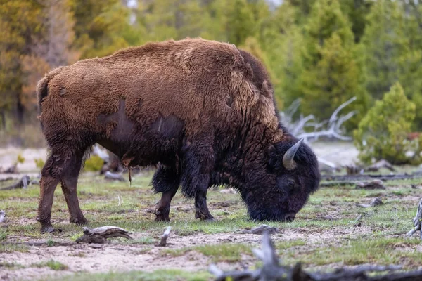 Bison Frisst Gras Der Amerikanischen Landschaft Yellowstone Nationalpark Vereinigte Staaten — Stockfoto