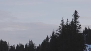 Dağdaki ağacın tepesinde renkli günbatımı. Bahar sezonu. Grouse Dağı, Kuzey Vancouver, British Columbia, Kanada 'da çekildi. Doğa Arkaplanı