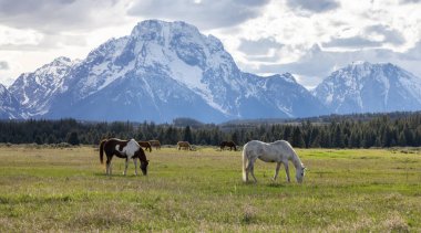 Wild Horse on a green grass field with American Mountain Landscape in Background. Grand Teton National Park, Wyoming, United States of America.