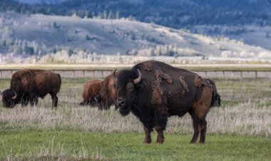 Amerikan Peyzajı 'nda Bizon Yiyen Çimen. Yellowstone Ulusal Parkı. Birleşik Devletler. Doğa Arkaplanı.