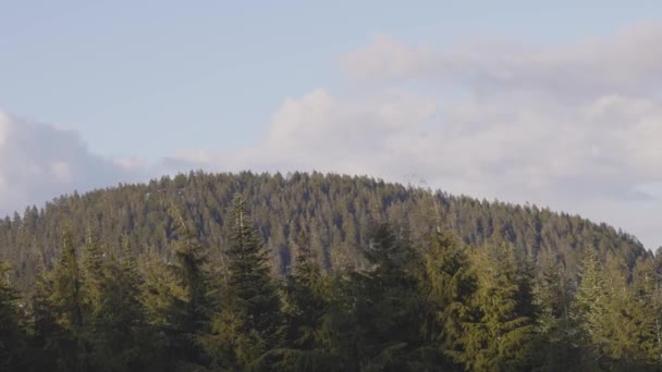 Πολύχρωμο Ηλιοβασίλεμα Πάνω Από Την Κορυφή Του Δέντρου Στο Βουνό — Αρχείο Βίντεο