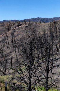 Burnt Trees on the side of a Mountain along the Road. Summer Season. Nevada, United States. Nature Background.