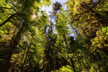Lush Green Rain Forest in Pacific Northwest. MacMillan Provincial Park, Vancouver Island, BC, Canada. Nature Background