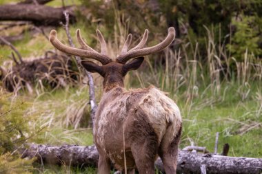 Elk eating grass near Forest in American Landscape. Yellowstone National Park. United States. Nature Background.