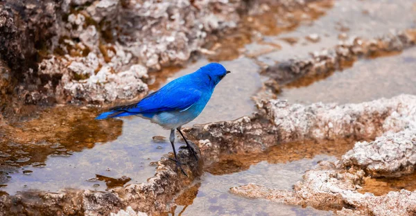 Small Colorful Bird Hot Spring Landscape Unique Ground Formation Mammoth — 스톡 사진