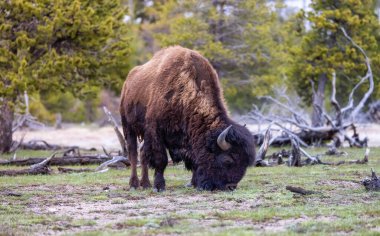 Amerikan Peyzajı 'nda Bizon Yiyen Çimen. Yellowstone Ulusal Parkı. Birleşik Devletler. Doğa Arkaplanı.