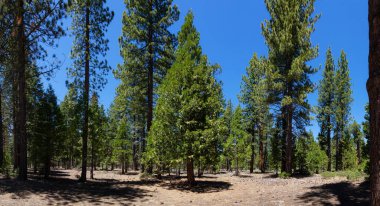Panoramic View of Pine Tree Forest, Pine Needles, Pine Cones and Bushes on a Sunny Day. Summer Season. Sugar Pine Point State Park, Tahoma, California, United States. Nature Background. Panorama