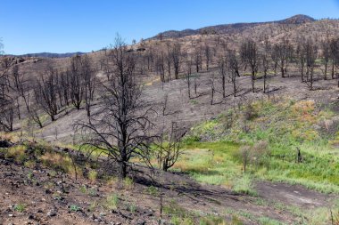 Burnt Trees on the side of a Mountain along the Road. Summer Season. Nevada, United States. Nature Background.