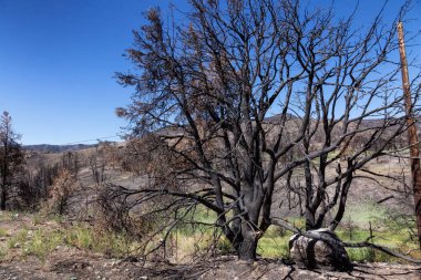 Burnt Trees on the side of a Mountain along the Road. Summer Season. Nevada, United States. Nature Background.