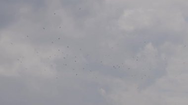 Flock of Birds flying in the sky. cloudy evening. Taken in Vancouver, BC, Canada. Slow motion