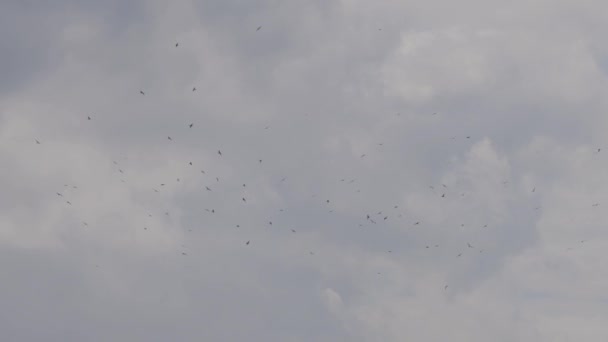 Flock Birds Flying Sky Cloudy Evening Taken Vancouver Canada Slow — Stock videók