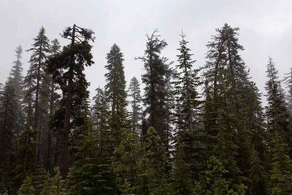 Evergreen Trees Misty Foggy Morning Summer Season Oregon United States — Fotografia de Stock