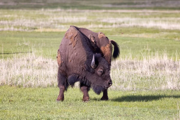 Amerikan Peyzajı 'nda Bizon Yiyen Çimen. Yellowstone Ulusal Parkı. Birleşik Devletler. Doğa Arkaplanı.