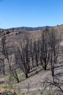 Burnt Trees on the side of a Mountain along the Road. Summer Season. Nevada, United States. Nature Background.
