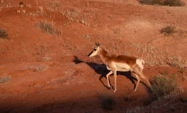 Antelope Desert Morning Sunrise Utah United States America — Stockfoto