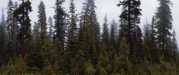 Evergreen Trees Misty Foggy Morning Summer Season Oregon United States — Fotografia de Stock