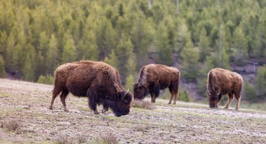 Amerikan Peyzajı 'nda Bizon Yiyen Çimen. Yellowstone Ulusal Parkı. Birleşik Devletler. Doğa Arkaplanı.