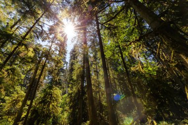 Lush Green Rain Forest in Pacific Northwest. MacMillan Provincial Park, Vancouver Island, BC, Canada. Nature Background