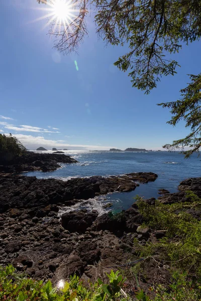 Trees Bushes Overlooking Rocky Coast Ocean Ancient Cedars Loop Trail — Photo