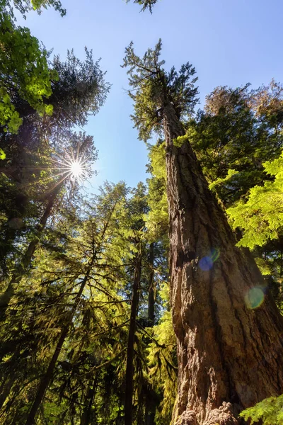 Lush Green Rain Forest Pacific Northwest Macmillan Provincial Park Vancouver — Φωτογραφία Αρχείου