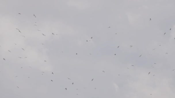 Flock Birds Flying Sky Cloudy Evening Taken Vancouver Canada Slow — Wideo stockowe