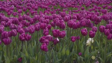 Tulip Flower Field. Close Up Nature Background. Spring Season.