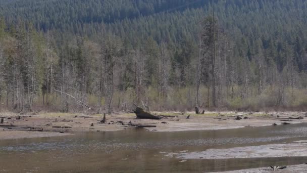 Вид Канадський Природний Ландшафт Зелені Дерева Гори Вода Сонячний Весняний — стокове відео