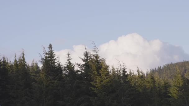 Bunter Sonnenuntergang Über Der Baumkrone Auf Dem Berg Frühlingszeit Aufgenommen — Stockvideo