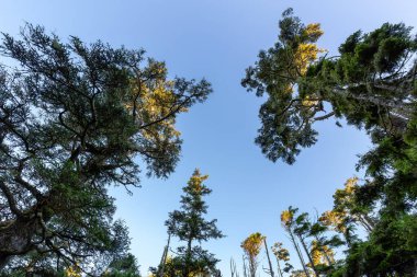 Looking up at Trees along a path at Sunrise in Canadian Nature. Ancient Cedars Loop Trail. Ucluelet, British Columbia, Canada. Nature Background.