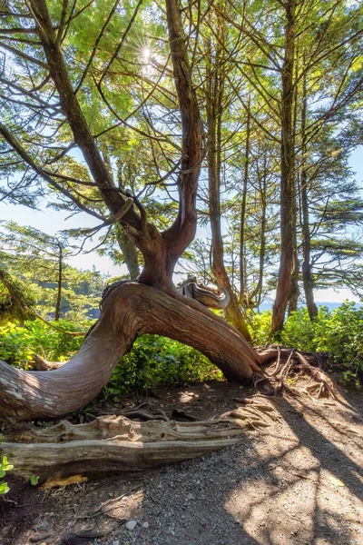 Lush Green Trees Bushes Overlooking Ocean Morning Ancient Cedars Loop — Φωτογραφία Αρχείου