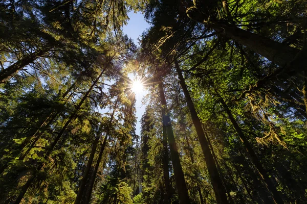Lush Green Rain Forest Pacific Northwest Macmillan Provincial Park Vancouver — Foto de Stock