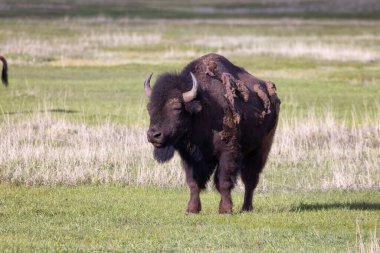 Amerikan Peyzajı 'nda Bizon Yiyen Çimen. Yellowstone Ulusal Parkı. Birleşik Devletler. Doğa Arkaplanı.