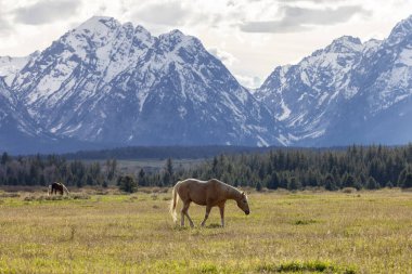 Wild Horse on a green grass field with American Mountain Landscape in Background. Grand Teton National Park, Wyoming, United States of America.