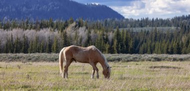Wild Horse on a green grass field with American Mountain Landscape in Background. Grand Teton National Park, Wyoming, United States of America.