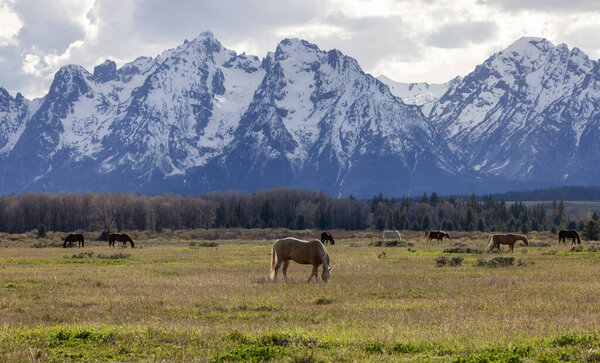 Wild Horse on a green grass field with American Mountain Landscape in Background. Grand Teton National Park, Wyoming, United States of America.